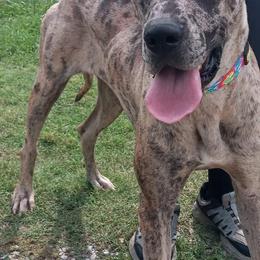 Great Dane Puppies from F&B Kennels