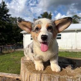Maple (Financing Available) - Blue merle and white female American Corgi puppy in Inverness, Florida from Canaan Farm Corgis