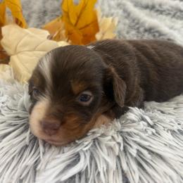 Millie - Red tri female Toy Australian Shepherd puppy in Ambrose, Georgia from Brandilyn's Aussies