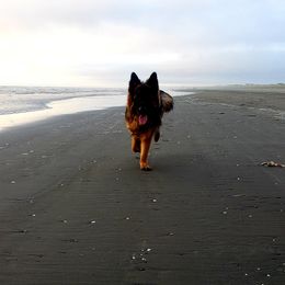 German Shepherds from Von den Waldwölfen