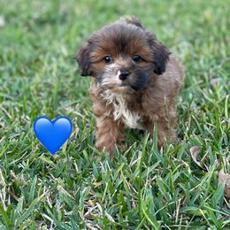 Miniature Boy 3 - Brown male Schnoodle puppy in Bay City, Texas from Billy Cunningham