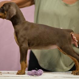 Lavender collar - Red and rust female Doberman Pinscher puppy in Santa Clarita, California from Riviera Dobermans