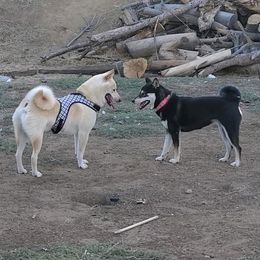Shiba Inu from SoCal ShibaInu