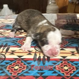 Pembroke Welsh Corgi Puppies from Flying Z ranch