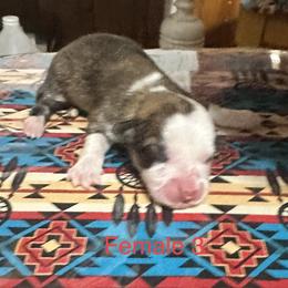 Pembroke Welsh Corgi Puppies from Flying Z ranch