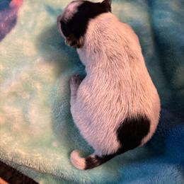 Girl 1 - Blue female Australian Cattle Dog puppy in Defuniak Springs, Florida from Blue Cypress Stock dogs