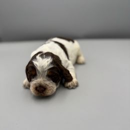 Snow - Tri-Roan female English Springer Spaniel puppy in Rogers, Ohio from StoneyBrook Setters