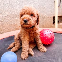 F1B Goldendoodle Barnacle - Red  male Goldendoodle puppy in Redding, California from Casa Delarosa Collective Poodles & Doodles