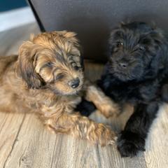 Sheepadoodle and Whoodle Puppies from Aisling Pups