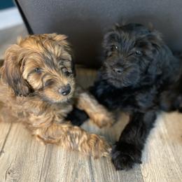 Sheepadoodle and Whoodle Puppies from Aisling Pups