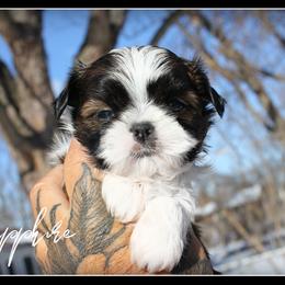 Shih Tzu Puppies from Devil Dogs Shih Tzu's