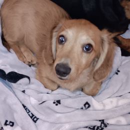 AKC - Clyde - 1900 - Cream male Dachshund puppy in Albertville, Alabama from Jana Rae's