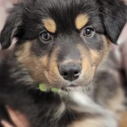 Australian Shepherds from O'Gara's Aussies