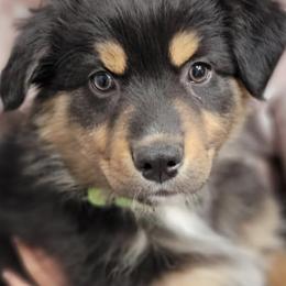 Australian Shepherds from O'Gara's Aussies