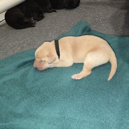 Black collar, yellow Boy 2 - Labrador Retriever puppy from Foundation Retrievers