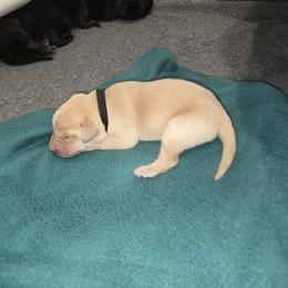 Black collar, yellow Boy 2 - Labrador Retriever puppy from Foundation Retrievers