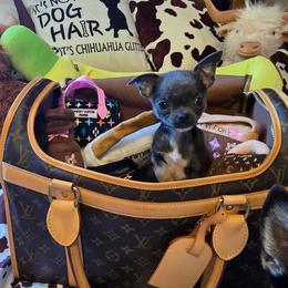 Tiny - Blue and tan female Chihuahua puppy in Amity, Pennsylvania from Baxters Chihuahuas