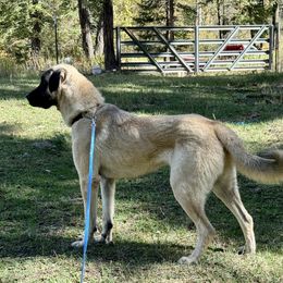 Anatolian Shepherd Dog Puppies from Apex Anatolians