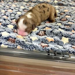 Milo - Red merle male Miniature Australian Shepherd puppy in Liberty, South Carolina from Alexander Canines