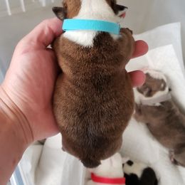 English Bulldog Puppies from Ruza's Bulldogs