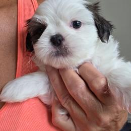 Daisy - Brindle and white female Shih Tzu puppy in Rockmart, Georgia from Sonya Garrett