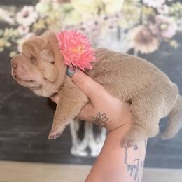 Willow - Cream sable female Chinese Shar-Pei puppy in Lehigh Acres, Florida from Florida Wrinkles