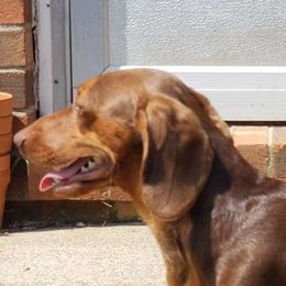 Sebastian - Dachshund