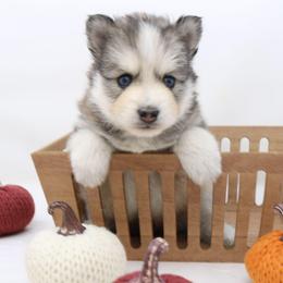 Ned - Wolf sable male Pomsky puppy in Christiana, Tennessee from Smoky Mountain Pomskies