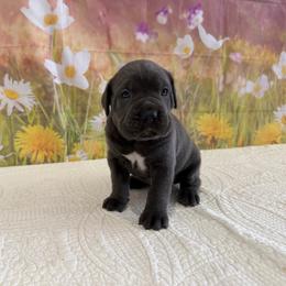 Waylon- Blue (gray) male - Gray male Cane Corso puppy in Loogootee, Indiana from Walnut Creek Cane Corso