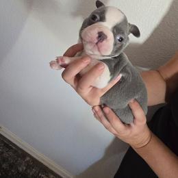 Dark green - Lilac male Boston Terrier puppy in Red Rock, Arizona from Aronow Pups