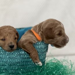 Labradoodle Puppies from Viewpoint Labradoodles