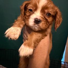 Brace - Ruby male Cavalier King Charles Spaniel puppy in Jacksonville, Florida from Lori Van Doorn's Cavalier King Charles Spaniel
