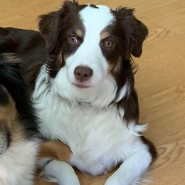 Miniature Australian Shepherds from Willow Way Mini Aussies