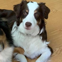 Miniature Australian Shepherds from Willow Way Mini Aussies