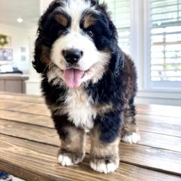 Bernese Mountain Dog Puppies from Golden Willow Puppies
