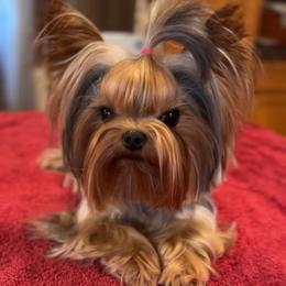 Twinkie - Black and tan female Yorkshire Terrier puppy in Michigan from Fanciful Thrills Kennel