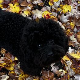 Poodles from Imperial Poodles LLC