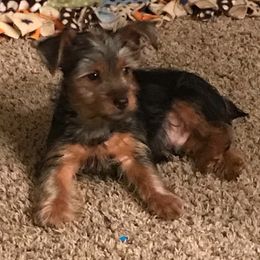 Nick - Yorkshire Terrier