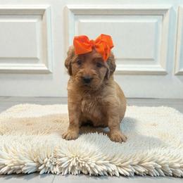 Orange female - Dark golden female Golden Retriever puppy in Baytown, Texas from Golden Tails of Texas