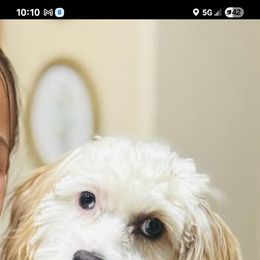 Mac - Cavapoo