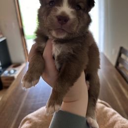 Siberian Husky Puppies from Sunny Siberians