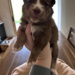Siberian Husky Puppies from Sunny Siberians