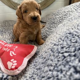 Pax - Red  male Goldendoodle puppy in Deer Park, Washington from Doodle Paw Ranch