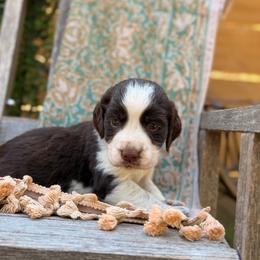 York - Liver and white male English Springer Spaniel puppy in Uvalda, Georgia from Willow Creek Farms