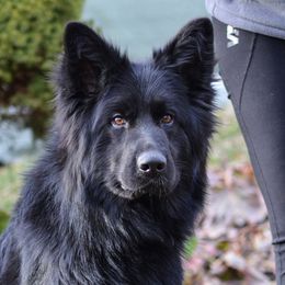 Zolli - German Shepherd