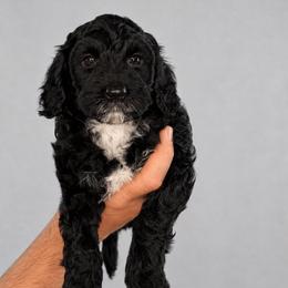 Remy - Black and chalk male Australian Labradoodle puppy in Aurora, Oregon from Divine Poodles