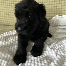 Linnie - Black male Giant Schnauzer puppy in Woodstock, Virginia from Seven Bends Giants