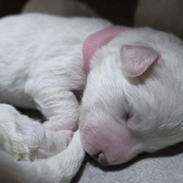 Stella - Pink Collar - White female Bichon Frise puppy in Pickens, South Carolina from Beloved Bichon
