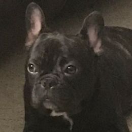 French Bulldogs from Will's French Bulldogs