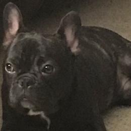 French Bulldogs from Will's French Bulldogs